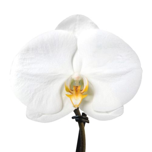 Orchidée Singolo - image 3